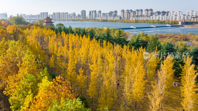 自然风景城市背景金色秋天河流建筑楼房