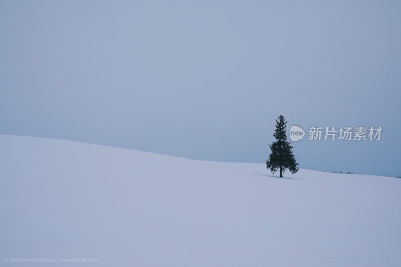 北海道圣诞之树