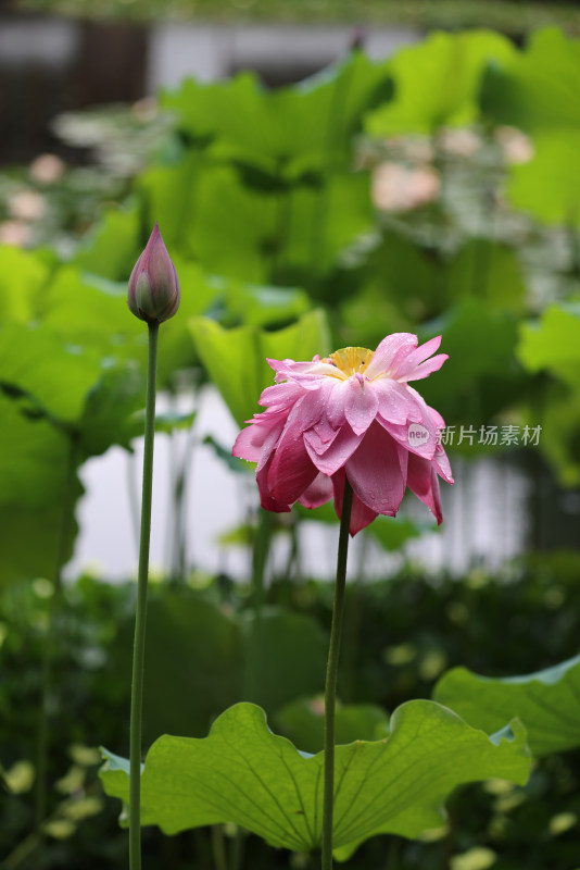 杭州郭庄池塘里的荷花