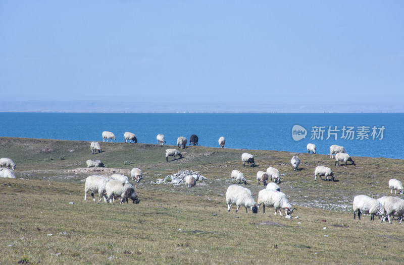 中国西部青海青海湖牧场的羊群