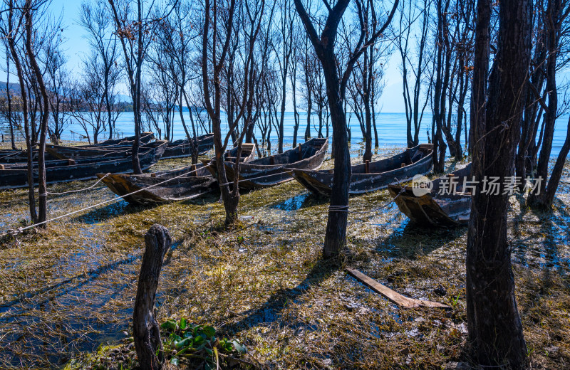 云南大理洱海湖边树林秋景与木舟渔船