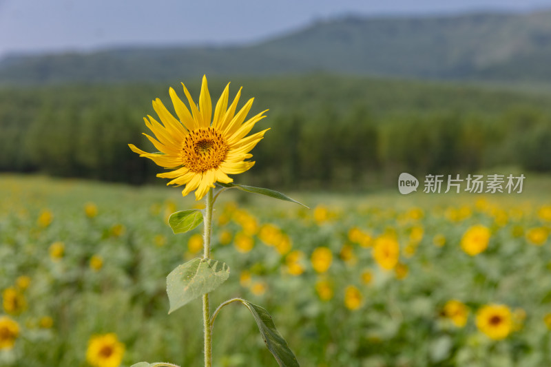 河北坝上草原向日葵