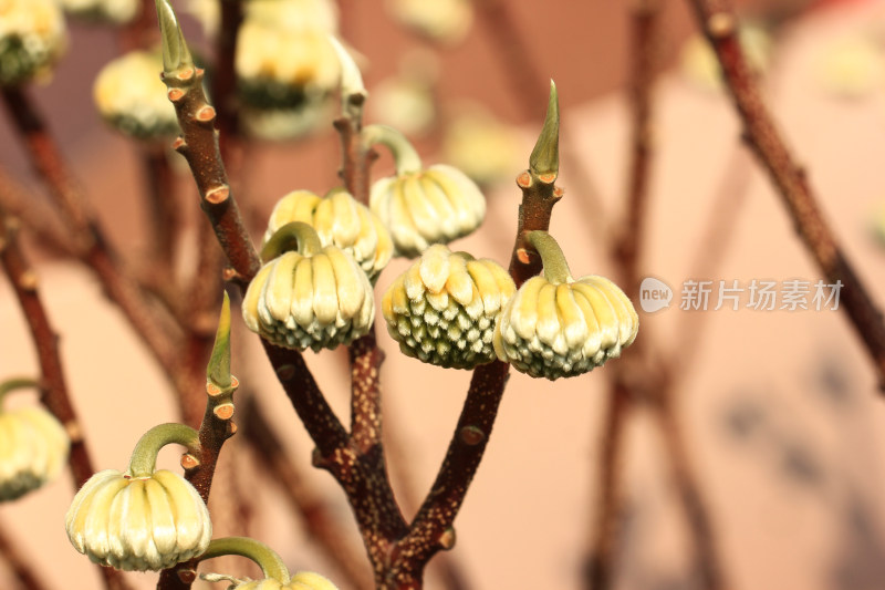 结香花花蕾实拍素材