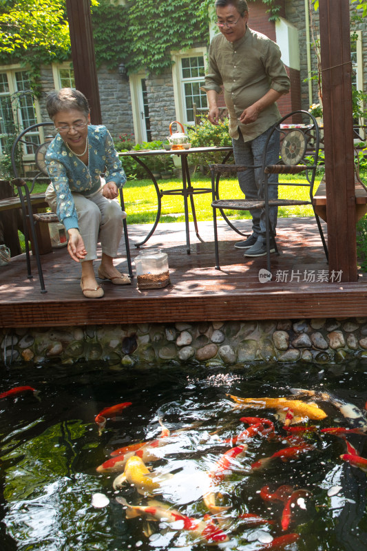 老年夫妇在院子里喝茶喂鱼