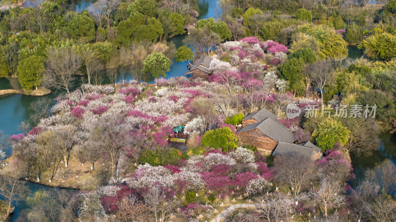 杭州西溪湿地探梅节梅花