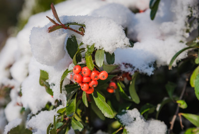 冬日红色浆果上的雪节气背景图