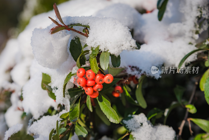 冬日红色浆果上的雪节气背景图