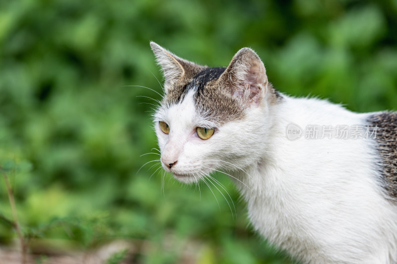 小猫咪、狸花猫、宠物猫