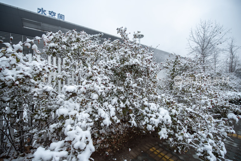 积雪覆盖的户外植物景观