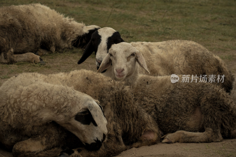 呼伦贝尔牧民家的绵羊