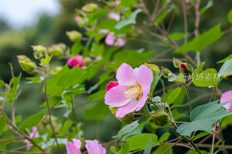 树枝上的粉色木芙蓉花特写