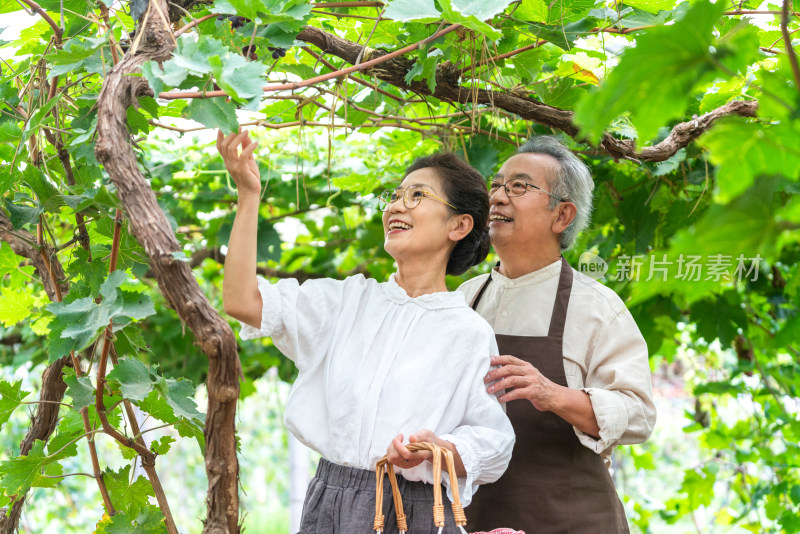 老年夫妻在果园采摘葡萄
