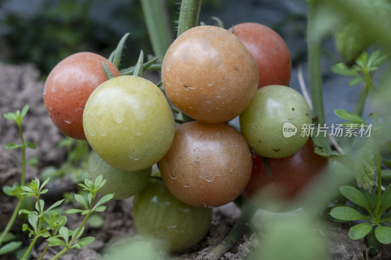 种植园里的西红柿特写