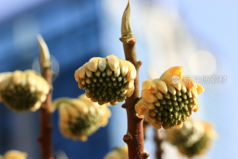 结香花花蕾实拍素材