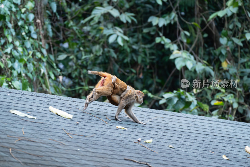 屋顶上背负幼崽的猴子