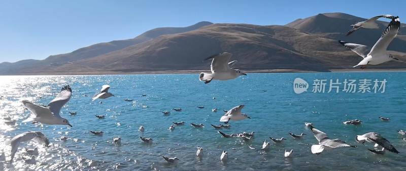 湖畔飞翔的海鸥与远山