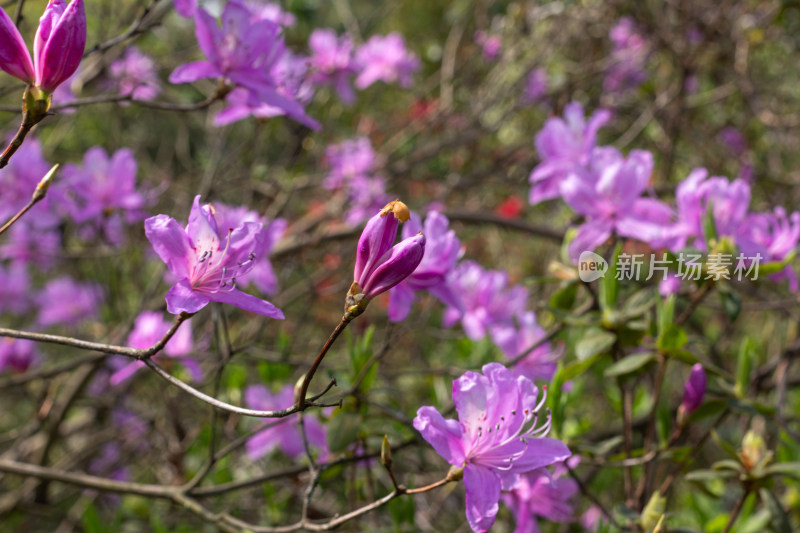 杭州植物园绽放的紫色杜鹃花