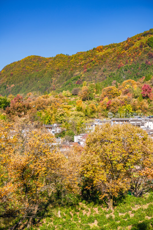 皖南秋色塔川国家森林公园