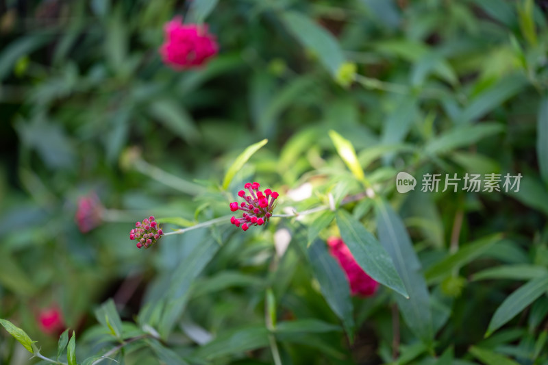 上海松江辰山植物园“红叶”秋海棠