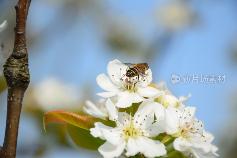 盛开的白色梨花特写