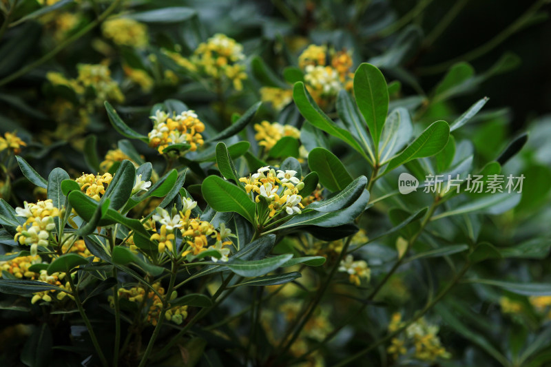 绿化植物海桐花开