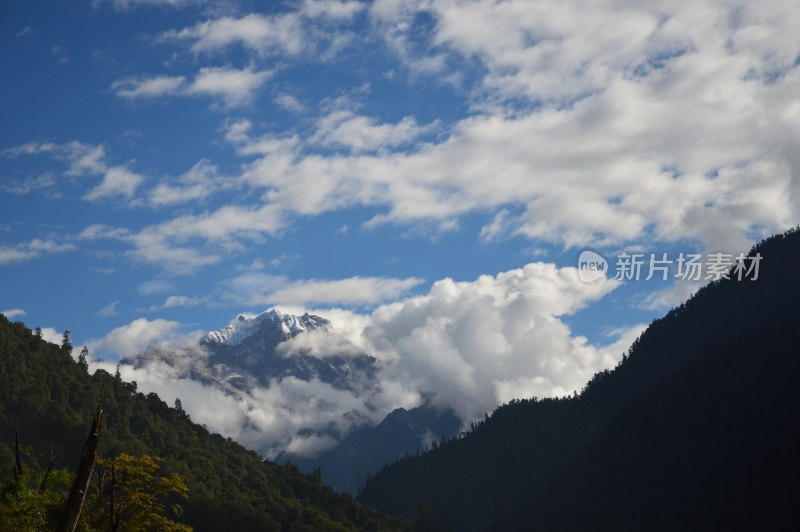 高原上的雪上绿树