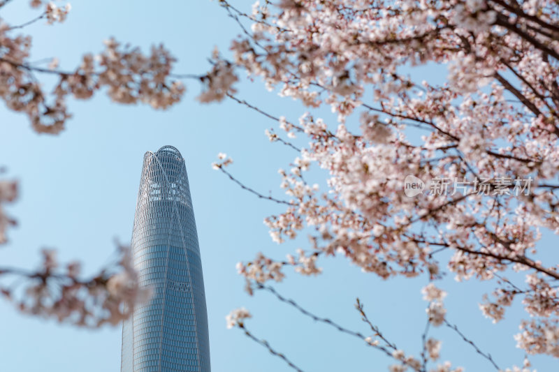 春天樱花盛开下的周大福金融中心