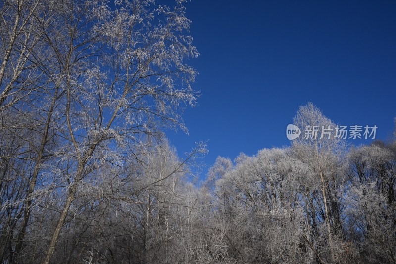 蓝天映衬下的雾凇树林景象