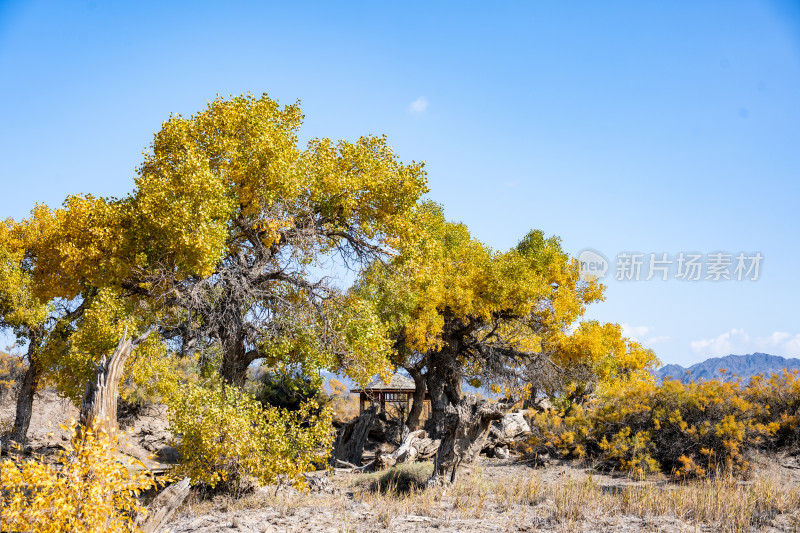 昌吉鸣沙山·胡杨林景区