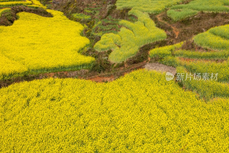 罗平油菜花