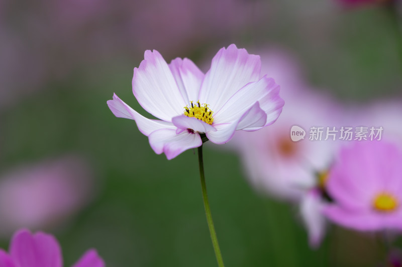 夕阳下的格桑花或波斯菊