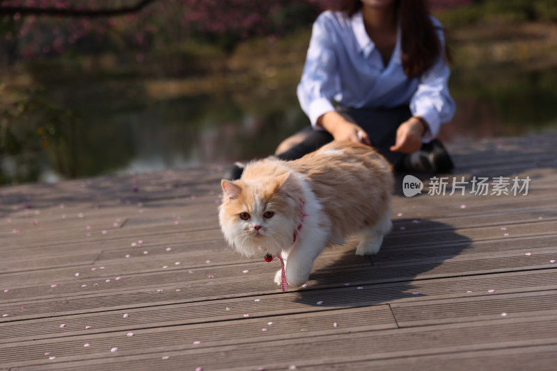 一个美女与宠物英国长毛猫的温馨互动