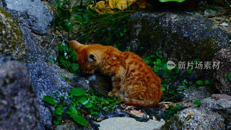 幼猫的捕食瞬间-猎食者的野性