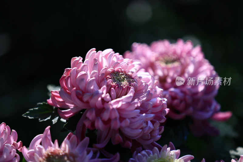 黑色背景下的紫色菊花特写