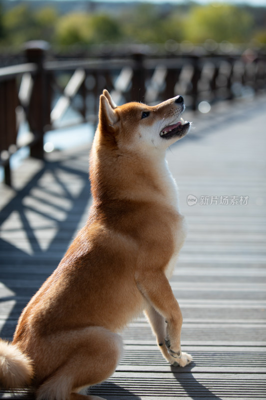 一只正在讨食的可爱柴犬