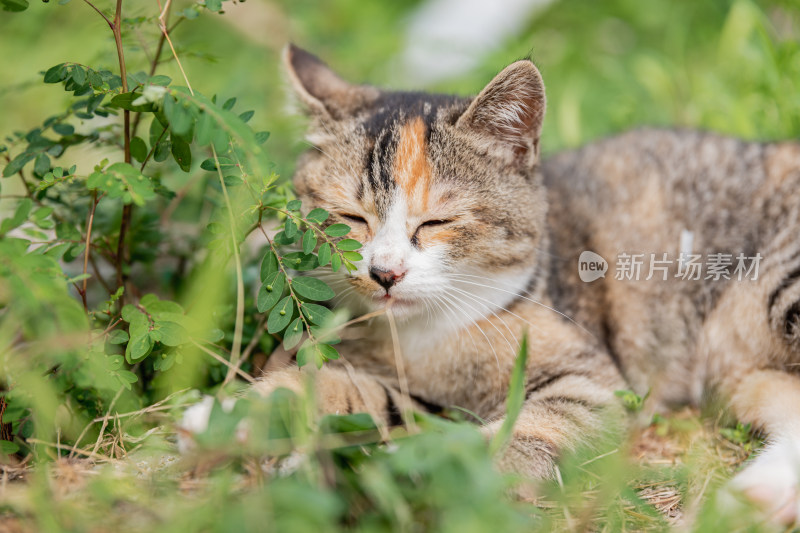 小猫咪、狸花猫、宠物猫