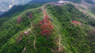 杭州余杭鸬鸟山顶杜鹃花春天映山红航拍