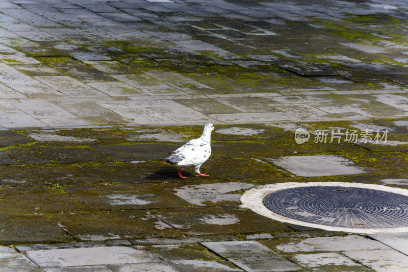 北京东岳庙内的白鸽_DSC0635