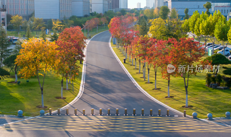 城市道路秋天树木红叶公园交通阳光步道骑行