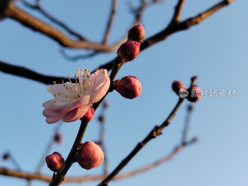 枝头盛开的梅花与花苞特写