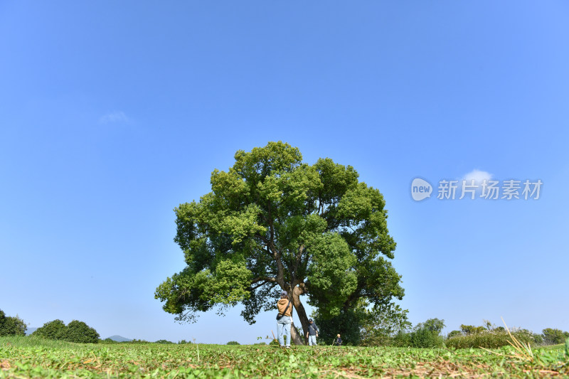 蓝天白云绿树绿草地