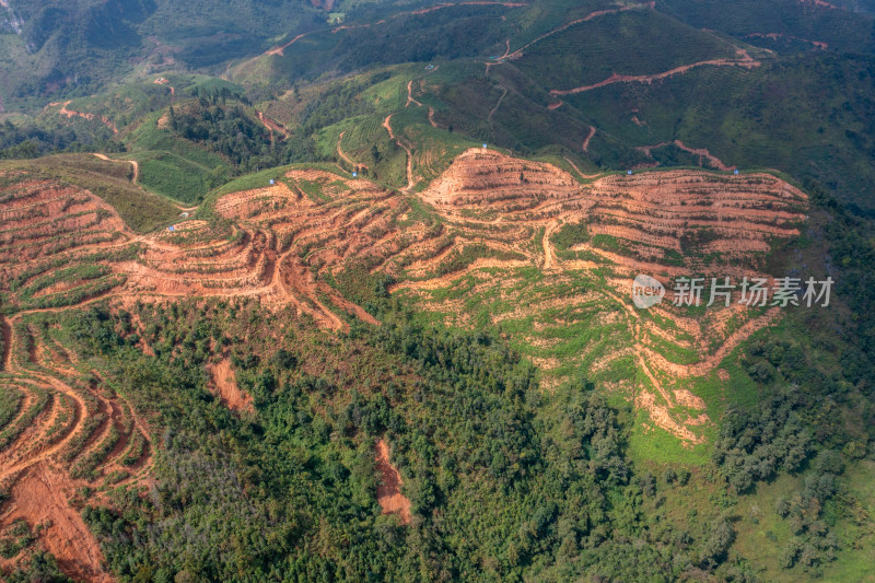 梯田上的绿色希望 仙人掌种植基地