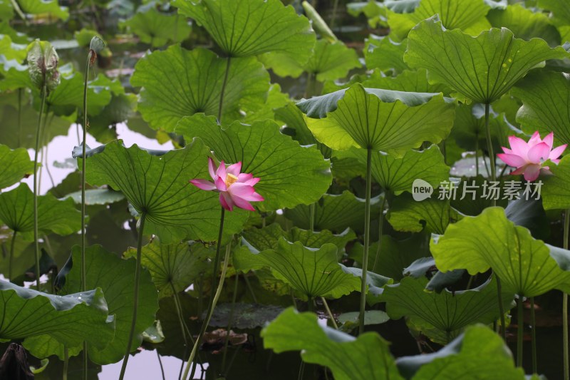 杭州风光 西湖风光