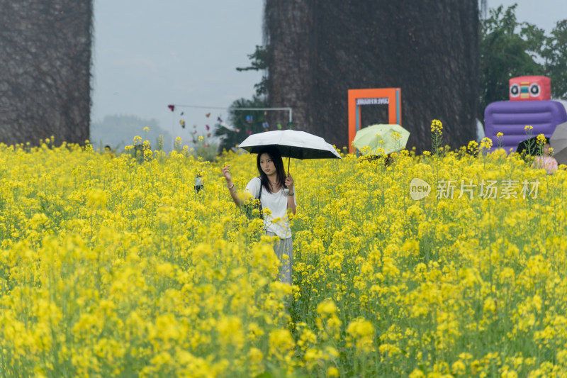 女子撑伞站在油菜花海中