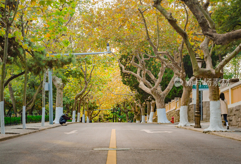 青岛八大关景区，入秋后的法国梧桐