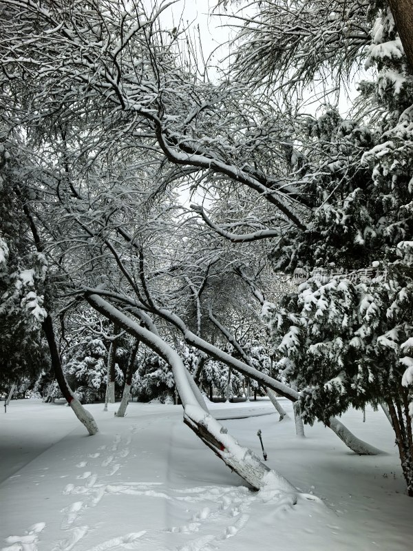 雪后树林银装素裹景象