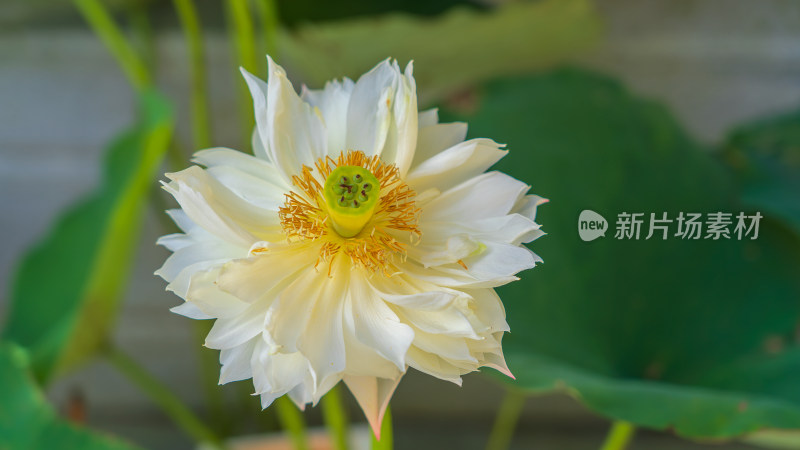 夏花白色睡莲水平视角特写