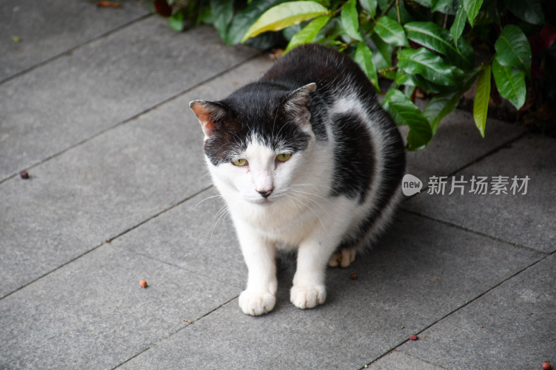 路边黑白花猫蹲坐姿态特写