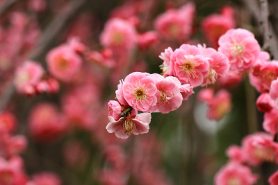 粉色的春梅花开