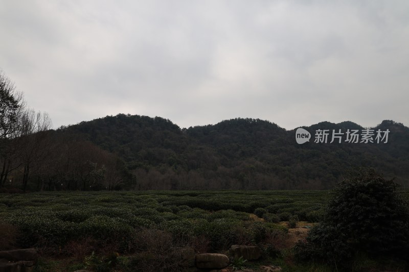 山林间的茶园风景